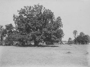 Santal Parganas, Nordindien. Matkom træet, kaldet "Matkomkirken". Under dette træ blev der holdt gudstjeneste, indtil man overtog Kaerabani Missionsstation i 1905 - efter den tyske baptistmissionær Albert R. Haegerts død, 1904