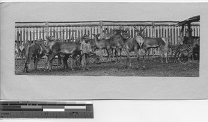 A reindeer farm at Fusong, China, 1931