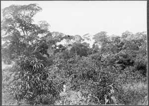 View of main banana plantation, Mamba, Tanzania, ca.1901-1910