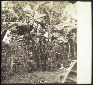 Part of a plantain farm