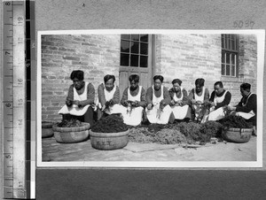 Sorting wool at Harwood Bible Training School, Fenyang, Shanxi, China, ca.1936-37