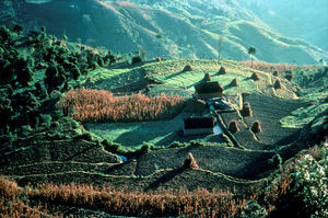 Main crops in Nepal are rice, corn, wheat and millet – dependent on the climate of the actual a