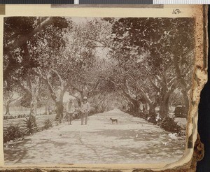 An avenue, Lumbo, Mozambique, 1918