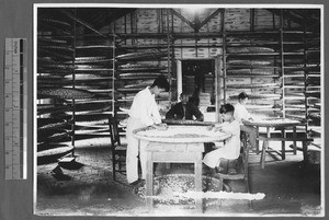 Students selecting cocoons for egg production, Guangzhou, Guangdong, China, 1931