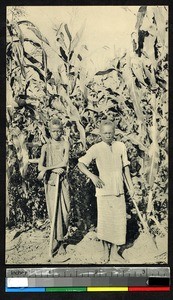 Boys in cornfield, Kangu, Congo, ca.1920-1940