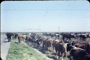 Cattle drive in Mexico