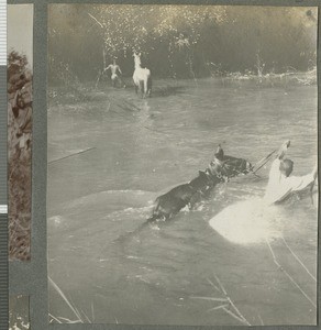 Mules crossing river, Cabo Delgado, Mozambique, June 1918