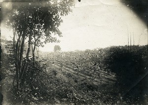 Vanilla plantation in Samkita, Gabon