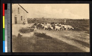 Sheep being driven near a brick building, Congo, ca.1920-1940