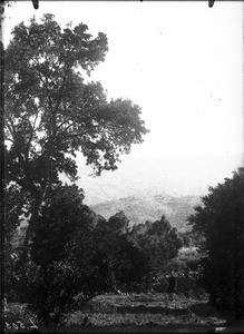 Orange grove, Lemana, Limpopo, South Africa, ca. 1906-1907