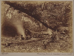 Men roasting yams in forest, Papua New Guinea, 1885