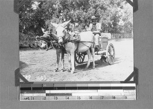 Donkey carriage, Elim, South Africa