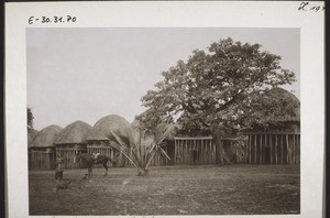 King's compound with fan palm in Bamum