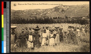 Women standing in a cornfield, bearing bowls on their heads, South Africa, ca.1925