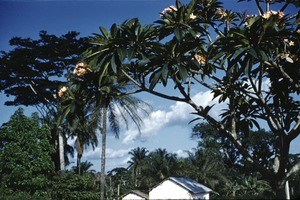 Tall Rhododendron, Bankim, Adamaoua, Cameroon, 1953-1968