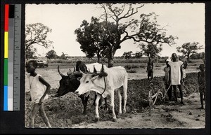 Oxen drawing plow, Burkina Faso, ca.1960-1970