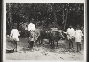 Orphanage Bettigeri: feeding the buffalo cows