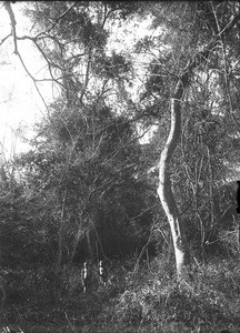 In the forest near Makulane, Mozambique, ca. 1901-1907