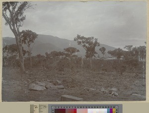 Banana Garden, Livingstonia, Malawi, ca.1903