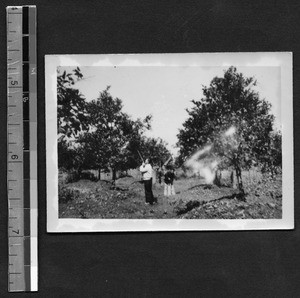 Spraying orange trees at Fukien Christian University, Fuzhou, Fujian, China, ca.1948