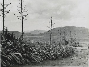 Agaves near Morija