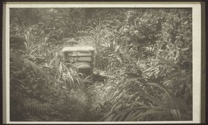 Auto unterwegs nach Bibundi (erster Wagen der Mission i. Kamerun)