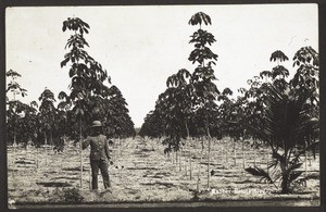 Rubber Estate, Singapore