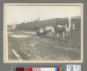 Street scene, Shenyang, 1909