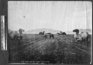 Stone camels along path to Ming tombs, Beijing, China, ca. 1870-1880