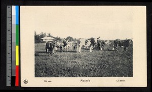 Cows grazing in a field before a building, Congo, ca.1920-1940