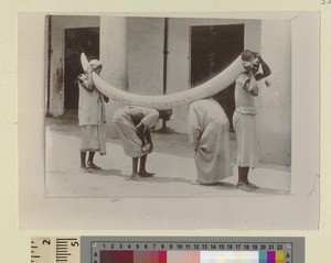 Men with elephant tusk, Zanzibar, Tanzania, ca.1901