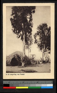 Thatched hut standing by a tall tree, Congo, ca.1920-1940