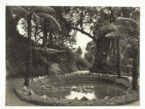 Farrenkraut-Bäume in Utacamund auf den blauen Bergen in Süd Indien