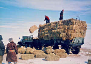 Distribution of emergency aid (fodder) in the Gobi-Sumber Province in Mongolia in March 2001. F