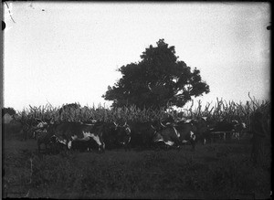 Herd of cattle, Antioka, Mozambique, ca. 1901-1907