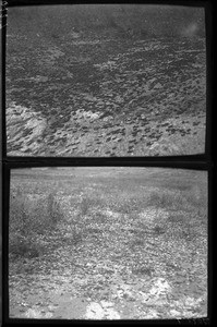 Grasshopper swarm on the road to Pietersburg, Elim, Limpopo, South Africa, ca. 1901-1907