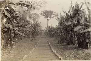 Path in the governments garden Aburi. Right and left bananas. In the background the government sanatorium with a silkcotton tree