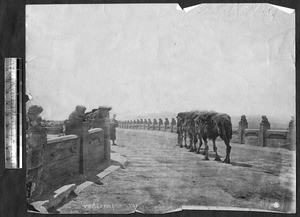 Road with camels, Beijing, China, ca.1870-1880