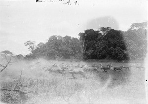 Running herd of zebras, Tanzania, ca.1893-1920