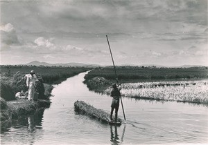 Harvest of the rice in Madagascar