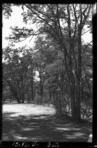 Landscape between Guijá and Pafuri, Mozambique, 1947