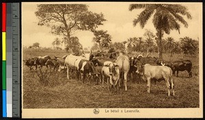 Cows standing in an open field, Congo, ca.1920-1940