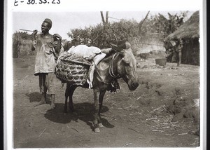 A donkey driver from Bamum