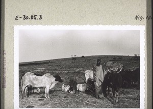 A Bororo man with his herd