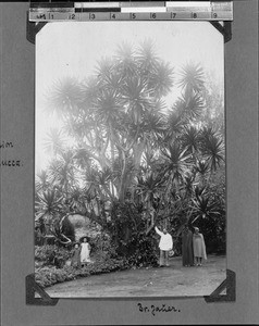 A yucca tree at Berlin Mission station, Manow, Tanzania, ca. 1898-1914