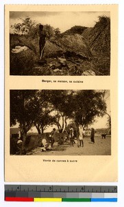 Men cooking a meal and harvesting sugar cane, India, ca.1920-1940