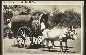 Ochsenwagen mit Zebuochsen
