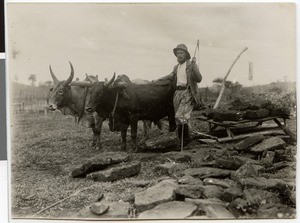 Adolf Müller with ox-drawn sled, Ethiopia, ca.1929-1931