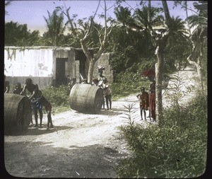 Barrels full of palm oil are rolled along the road to the coast