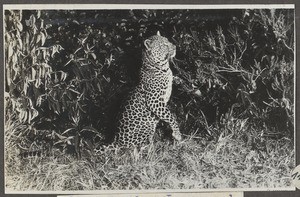 East African leopard, Tanzania